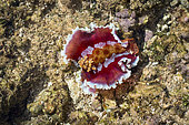 Spanish dancer, Unidentified species, on the flat at low tide. New Caledonia.