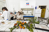 Extraction and analysis of active ingredients of fruits against pests. Laboratory of extraction and analysis of active ingredients in New Caledonia.