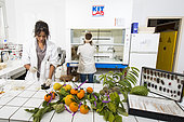 Extraction and analysis of active ingredients of fruits against pests. Laboratory of extraction and analysis of active ingredients in New Caledonia.