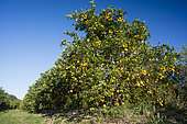 Orchard of orange trees in reasoned agriculture. New Caledonia