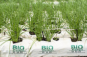 Organic soilless culture of chives in New Caledonia.