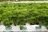 Organic soilless culture of parsley in New Caledonia.