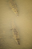 American crocodile(Crocodylus acutus) in the Rio Tarcoles, Puntarenas province, Costa Rica