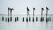 Magnificent Frigatebird (Fregata magnificens) standing on poles by the sea, Cahuita national park, Costa rica