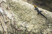 Yellow-head gecko male (Gonatodes albogularis) on a tree, Cahuita national park, Costa Rica