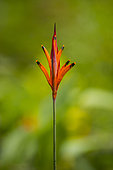 Parakeetflower (Heliconia psittacorum), Tenorio Volcano National Park, Costa Rica