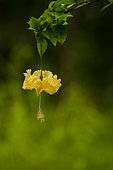 Yellow flower of Hibiscus sp., Costa Rica