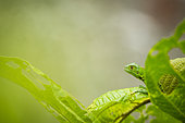 Young green iguana (Iguana iguana) camouflaged in green leaves - Costa Rica - Corcovado national park