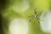 Golden orb-web spider (Nephila clavipes) on his web, Cahuita National Park, Costa Rica