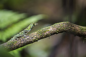 Pug-nosed anole (Norops capito) on a moss covered branch, Tenorio Volcano National Park, Costa Rica