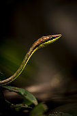 Brown vinesnake (Oxybelis aeneus), Cahuita national park, Costa Rica