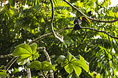 Chestnut-mandibled Toucan (Ramphastos swainsonii) perched on branch, Osa peninsula, Costa Rica