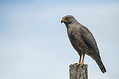 Roadside hawk (Rupornis magnirostris) on a pole, Osa peninsula, Costa Rica