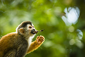 Central American Squirrel Monkey (Saimiri oerstedii), Manuel Antonio national park, Costa Rica