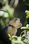 White-faced Capuchin (Cebus capucinus) sniffing the air, eyes closed, Cahuita national park, Costa rica