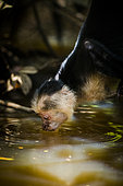 White-faced Capuchin goes down from the tree to drink in the river (Cebus capucinus), Cahuita national park, Costa rica