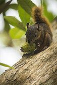 Red-tailed squirrel (Sciurus granatensis) eating a fruit on a tree, Cahuita national park, Costa rica