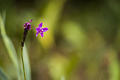 Orchid (Spathoglottis sp) flower, Tenorio Volcano National Park, Costa Rica