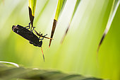 Purple Lubber Grasshopper (Taeniopoda reticulata), Cahuita national park, Costa Rica