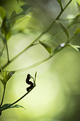 Gonodonta bidens caterpillar eating, Tenorio Volcano National Park, Costa Rica