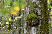Oak with Virgin, statue, forest, Chaux, Jura, France