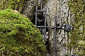 Oak with Virgin, statue, forest, Chaux, Jura, France