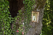 The Blessed Oak, oak (Quercus robur) with statue of the Virgin in his trunk, forest, Magny-les-Jussey, Haute-Saone, France