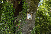 The Blessed Oak, oak (Quercus robur) with statue of the Virgin in his trunk, forest, Magny-les-Jussey, Haute-Saone, France