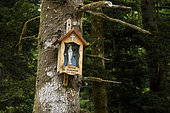 Chapelotte the Virgin of Sondaine, forest, Celles-sur-Plaine, Vosges, France