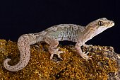 The Pacific gecko (Dactylocnemis pacificus) is a gecko endemic to the North Island of New Zealand. They are a nocturnal, arboreal and terrestrial species and are found in a variety of habitats including forest, scrub, clay banks, rocky bluffs and outcrops.