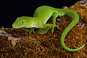 The Auckland green gecko (Naultinus elegans) is a species of gecko found only in the northern half of the North Island of New Zealand.