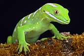 The Northland green gecko or Gray's tree gecko (Naultinus grayii ) is a species of gecko. The species is found only in the Northland region of New Zealand, north of Whangaroa; it is one of the rarest and most highly sought after lizards