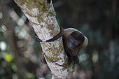 Humboldt's Woolly Monkey (Lagothrix logotricha) IKamapérou sanctuary, Pacaya Samiria NP, Amazon, Peru