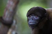 Humboldt's Woolly Monkey (Lagothrix logotricha) IKamapérou sanctuary, Pacaya Samiria NP, Amazon, Peru