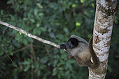 Humboldt's Woolly Monkey (Lagothrix logotricha) IKamapérou sanctuary, Pacaya Samiria NP, Amazon, Peru