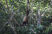Humboldt's Woolly Monkey (Lagothrix logotricha) IKamapérou sanctuary, Pacaya Samiria NP, Amazon, Peru