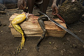 Goliath frog (Conraua goliath) Hunted for food. Bush meat. Cameroon
