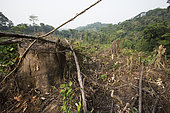 Clear cut to plant oil palm tree, Nkongsamba area, Cameroun