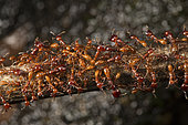 Nomade ants, Cameroon