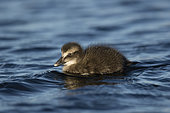 Common Eider (Somateria mollissima) duckling. Down collecting in Lanan island. There are specific shelters with many different shape for the wild ducks. Vega archipelago, Norway