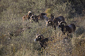 European mouflon (Ovis gmelini musimon) Introduced in Baie de Somme, Baie de Somme Nature Reserve, Picardie, France