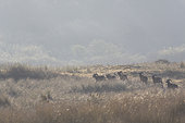 European mouflon (Ovis gmelini musimon) Introduced in Baie de Somme, Baie de Somme Nature Reserve, Picardie, France