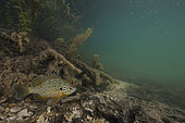 Pumpkinseed Sunfish (Lepomis gibbosus) Introduced in France, Aube, Grand Est, France