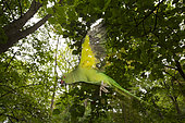 Rose-ringed Parakeet (Psittacula krameri) introduced species, Paris surrounding, France