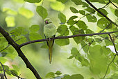 Rose-ringed Parakeet (Psittacula krameri) introduced species, Paris surrounding, France