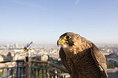 Peregrine Falcon (Falco peregrinus) around Eiffel tower, Paris, France