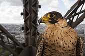 Peregrine Falcon (Falco peregrinus) around Eiffel tower, Paris, France