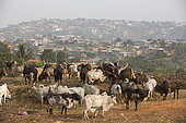 Cattle market Cows and bull sold in Yaounde, Cameroon