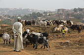 Cattle market Cows and bull sold in Yaounde, Cameroon