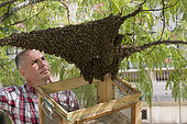 Honey Bee (Apis mellifera) in the Galliera museum garden. Swarm. Nicolas Géant, beekeeper in Paris, France